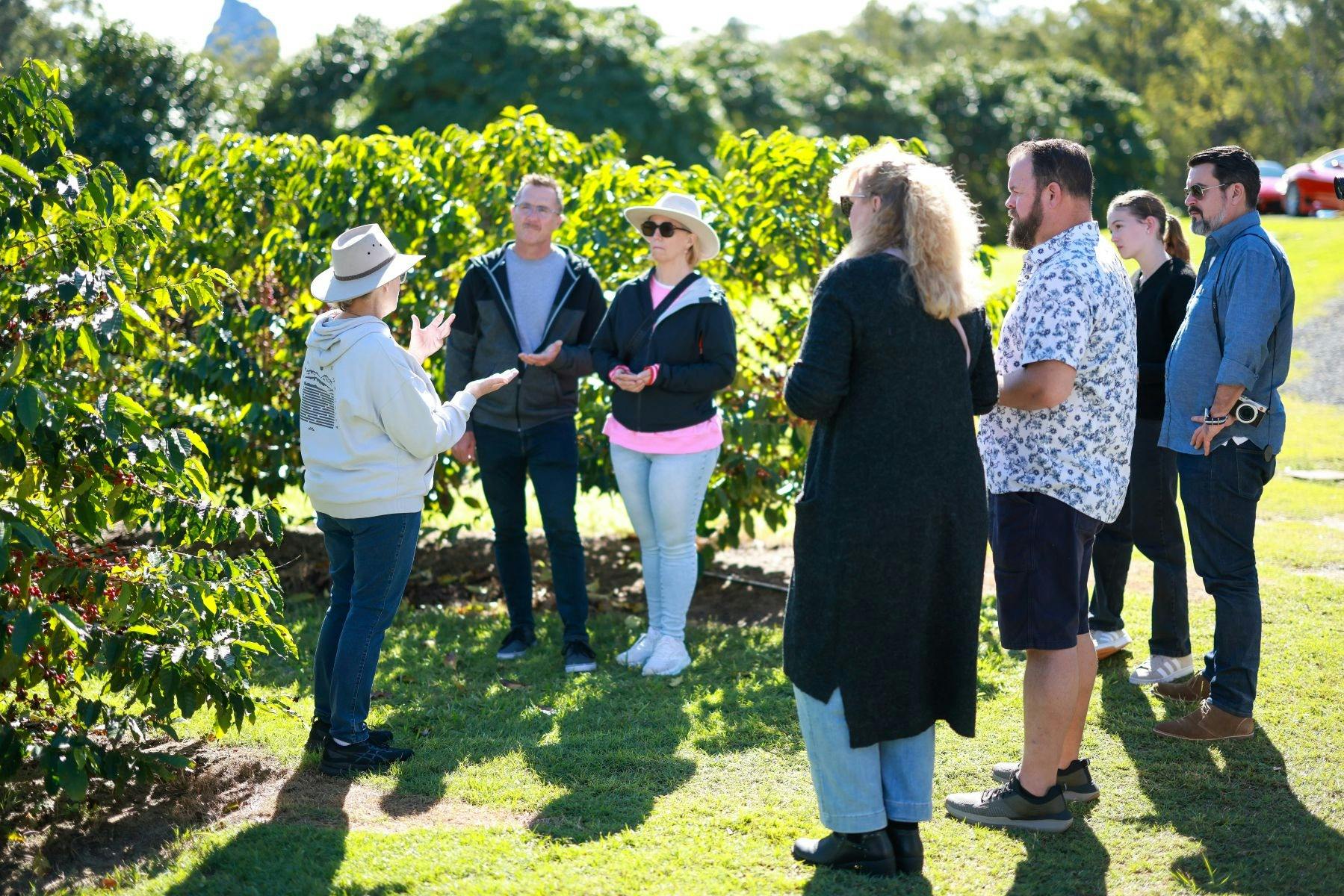 Coffee farm tours at Glasshouse Plantation, in the heart of the iconic Glass House Mountains