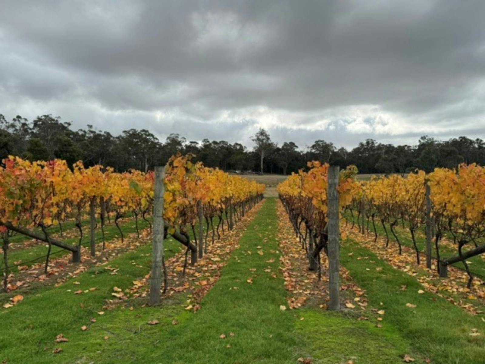 Autumn leaves on grape vines with a moody cloudy backdrop