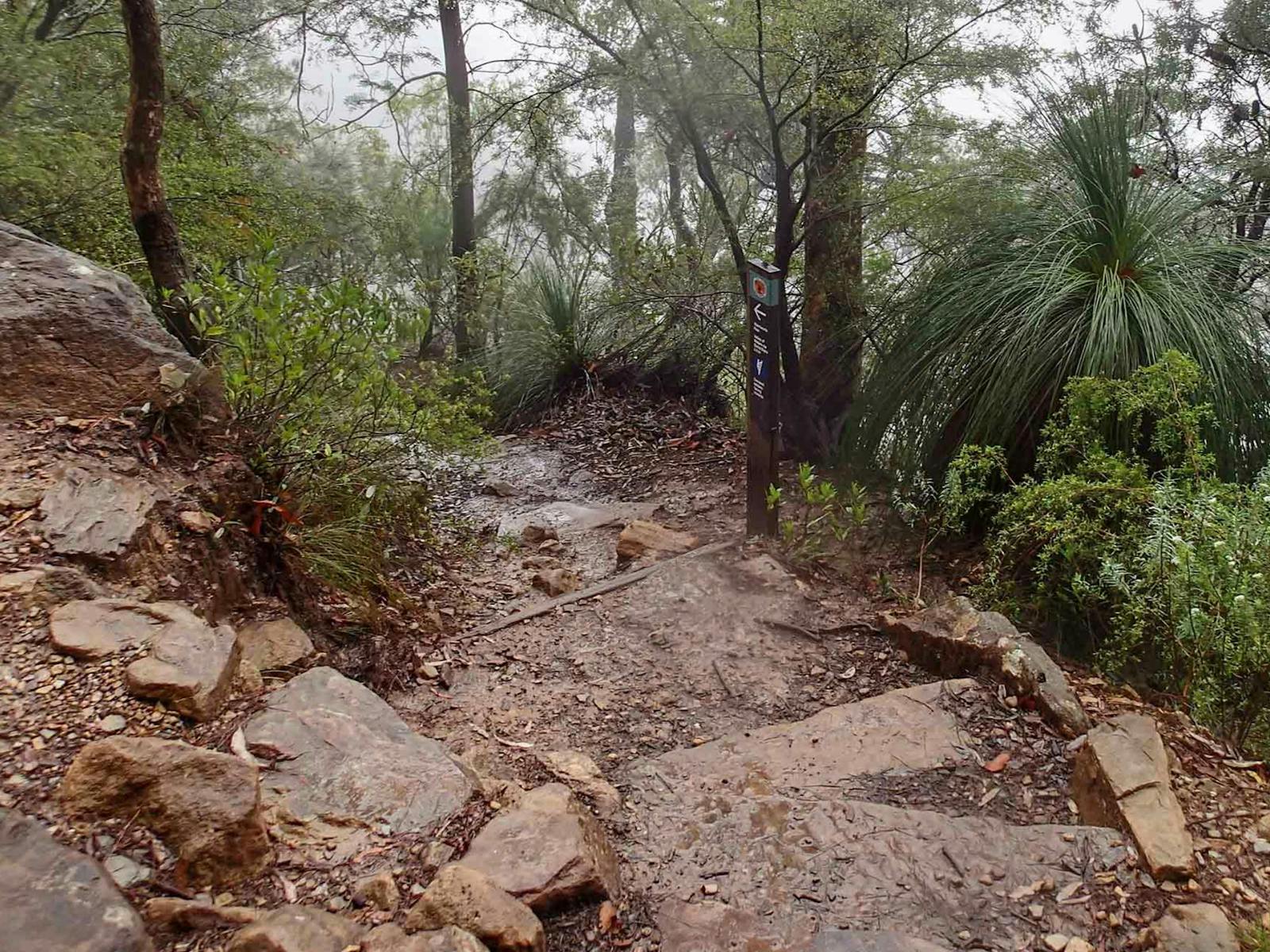 溫特沃斯山口環形步道，藍山國家公園。照片：格利登