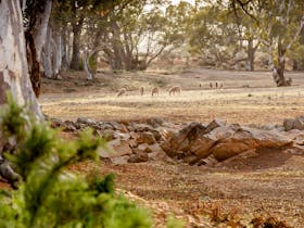 Just a beautiful place to go walking