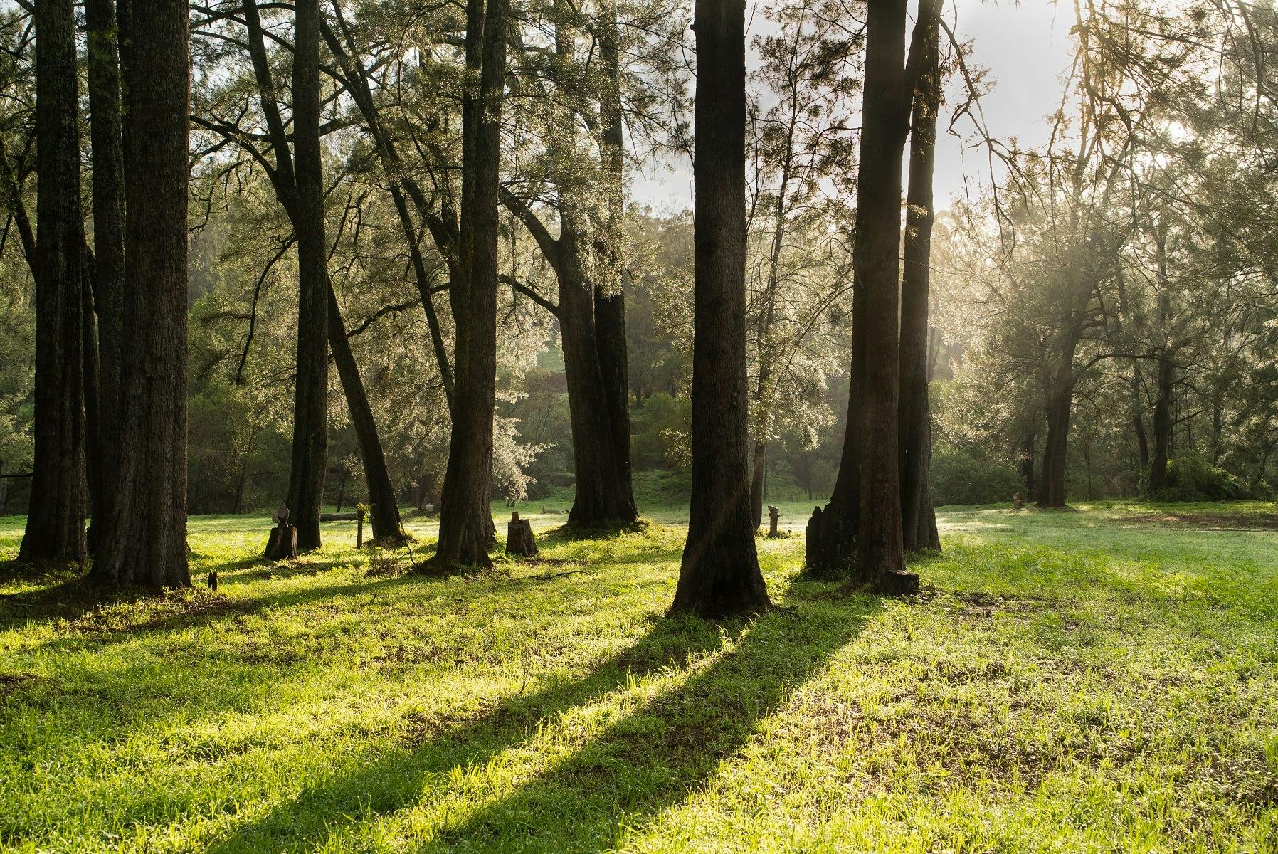아랄루엔 크리크 캠프장