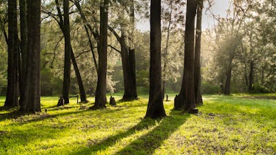 Araluen Creek Campground