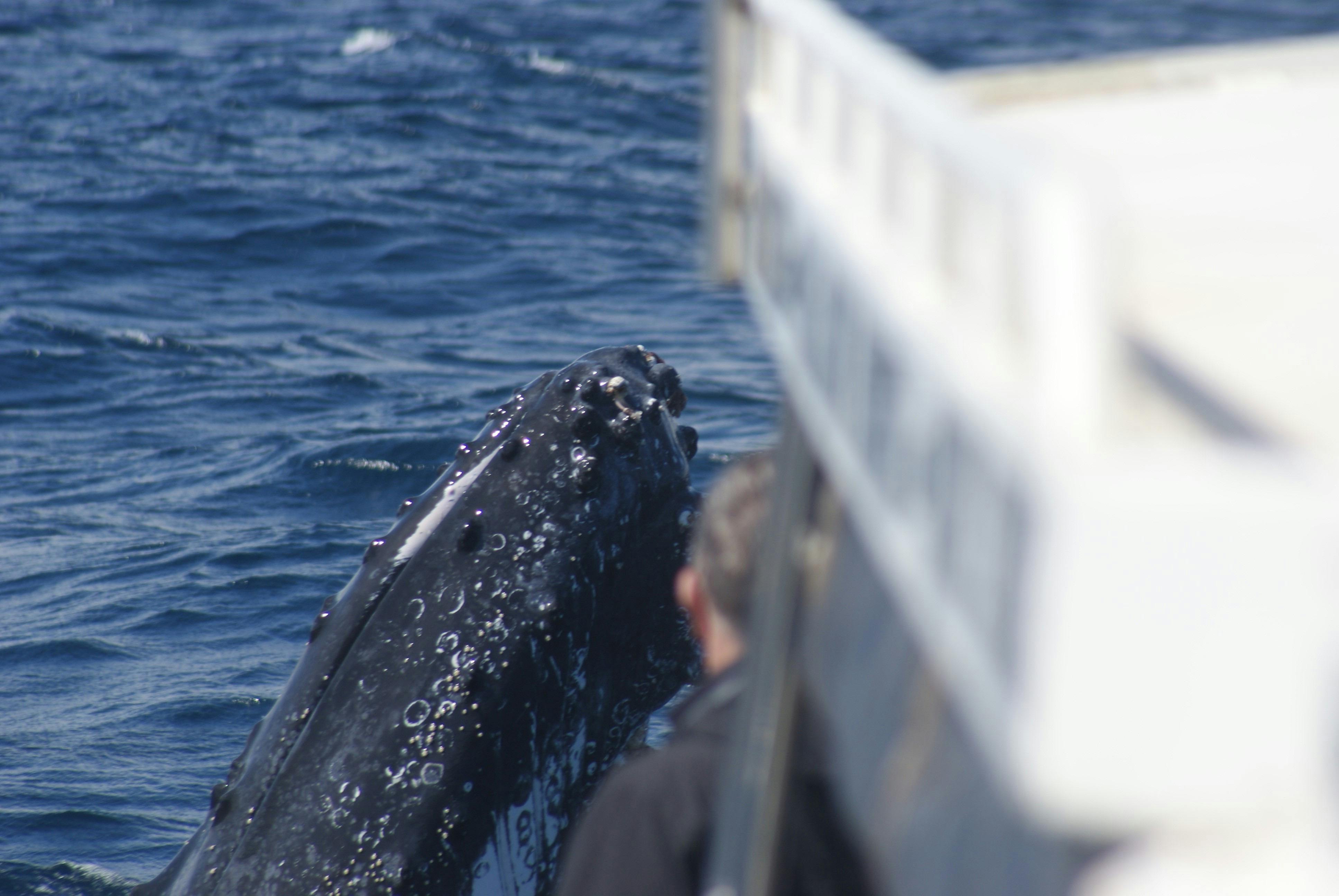 Reefwalker Charters, Kalbarri, Western Australia
