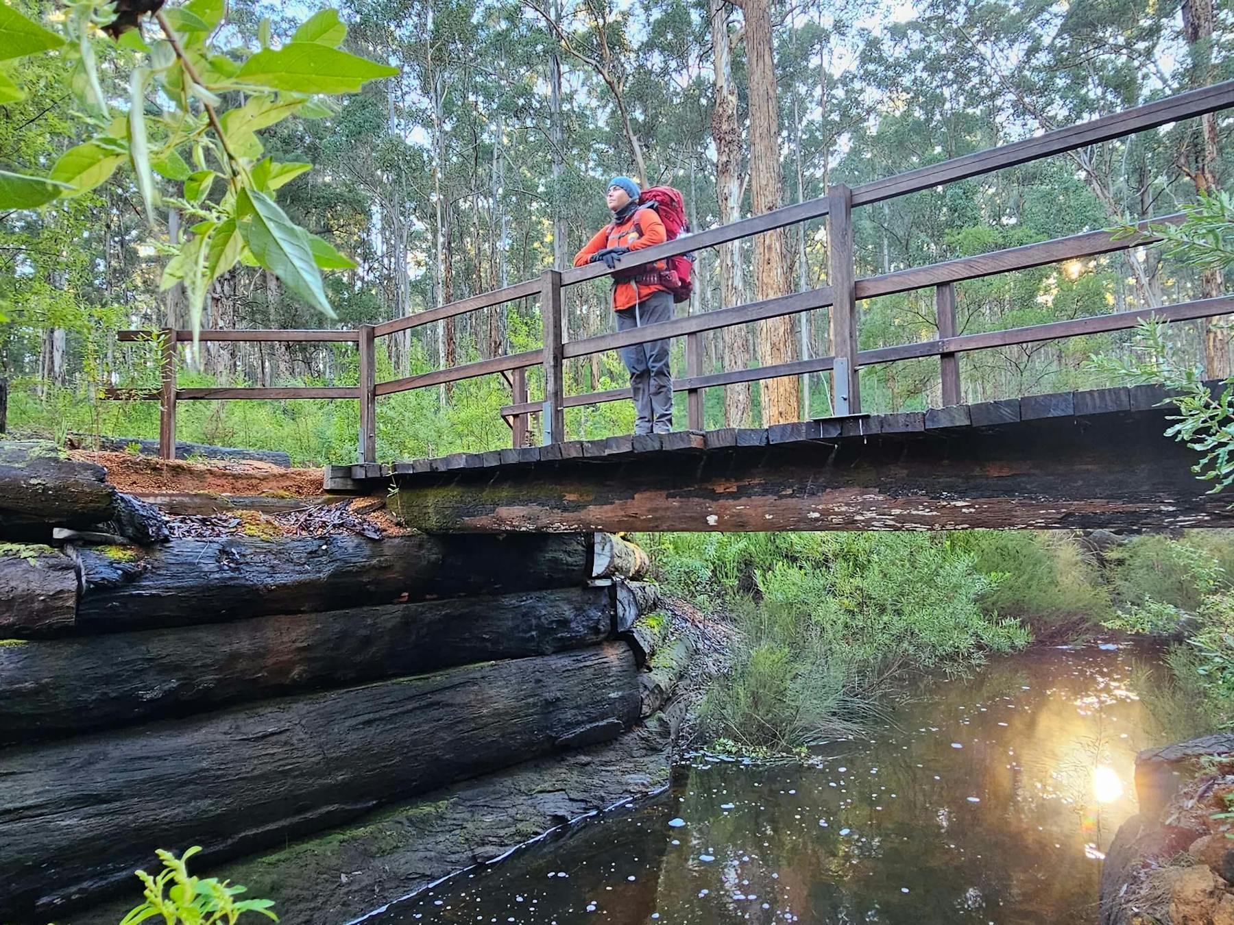 Hiker standing on bridge in karri forest