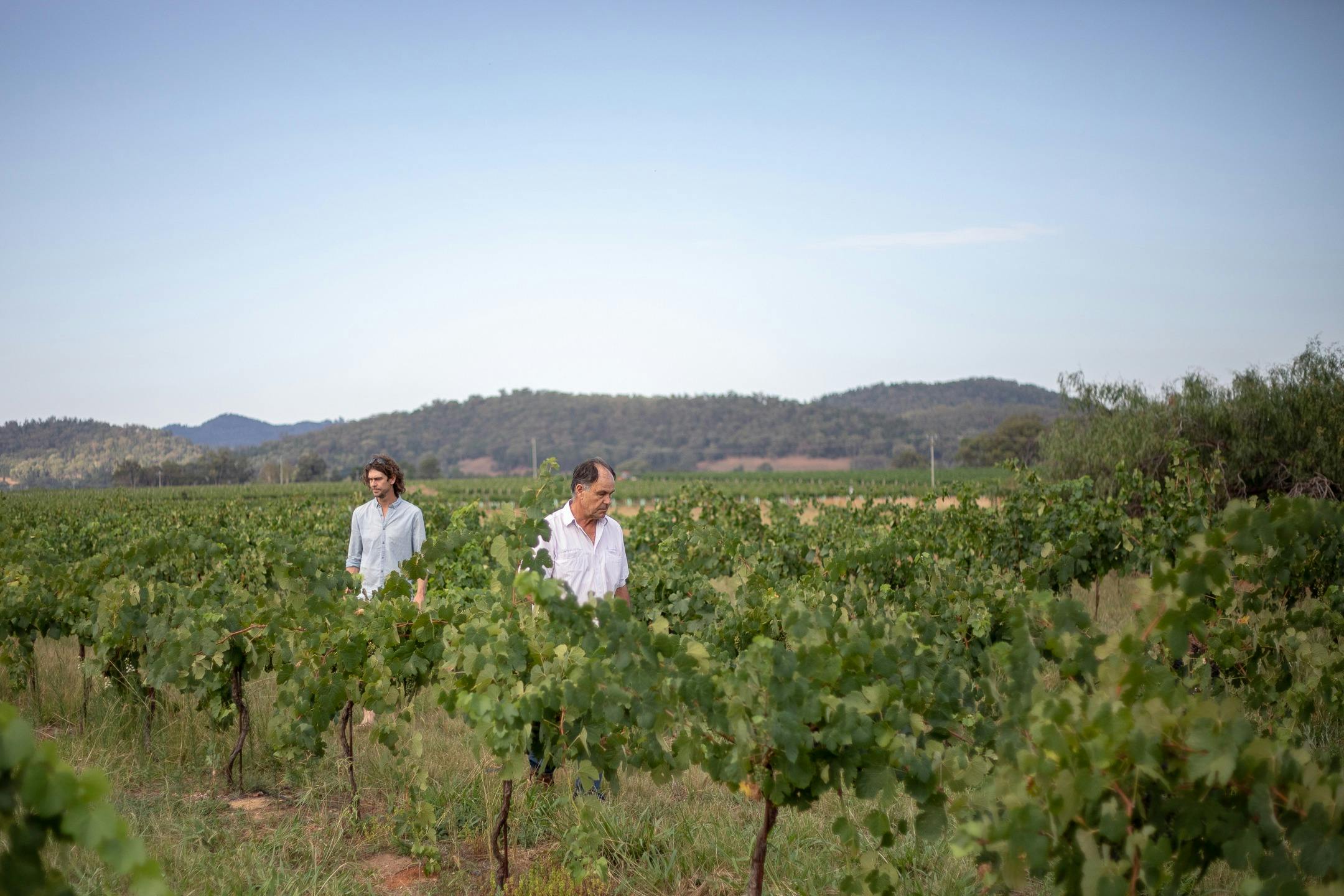 Liam and Bob Heslop inspecting the grape vines