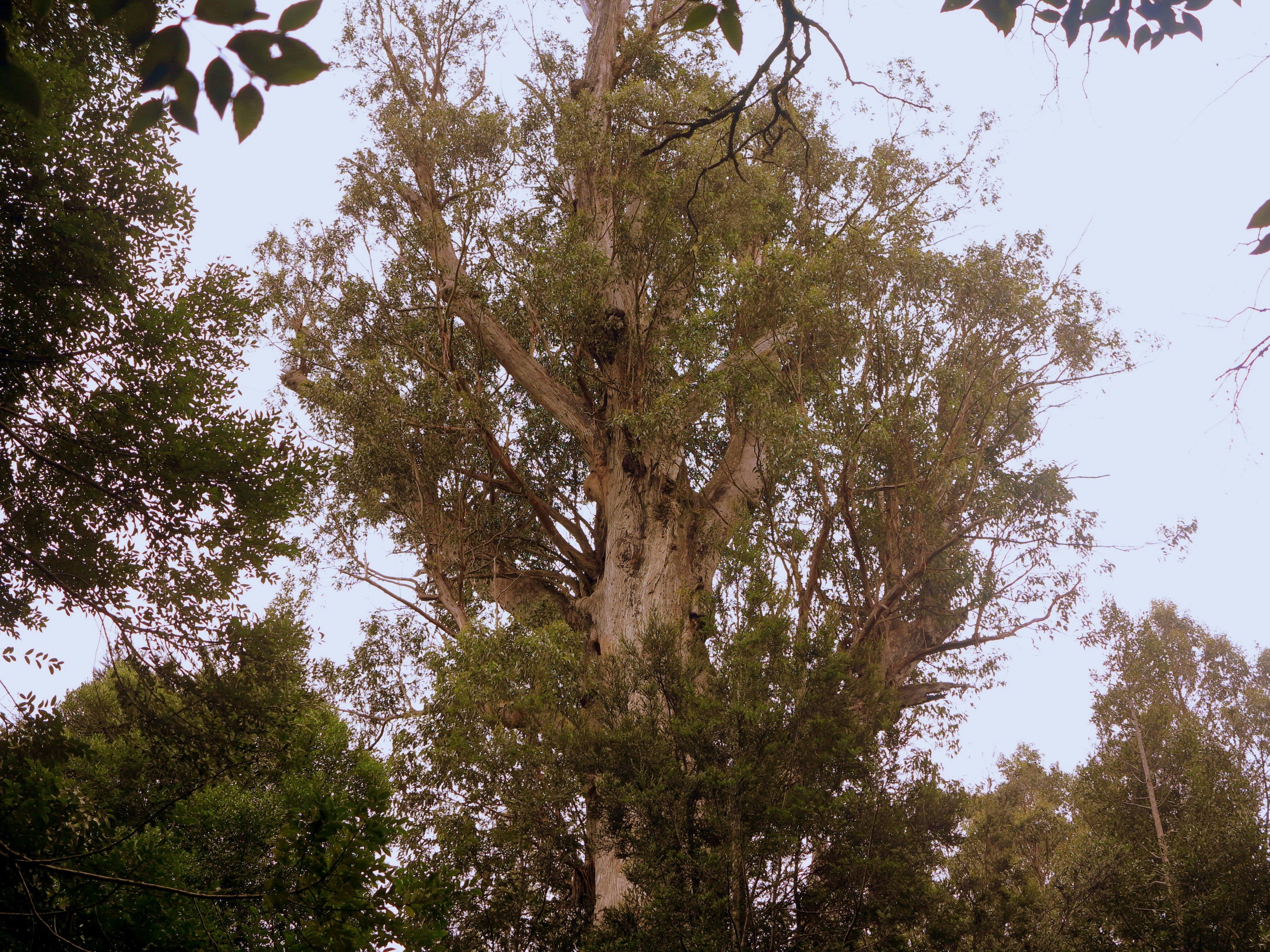 Looking into the branches of complex forest giant