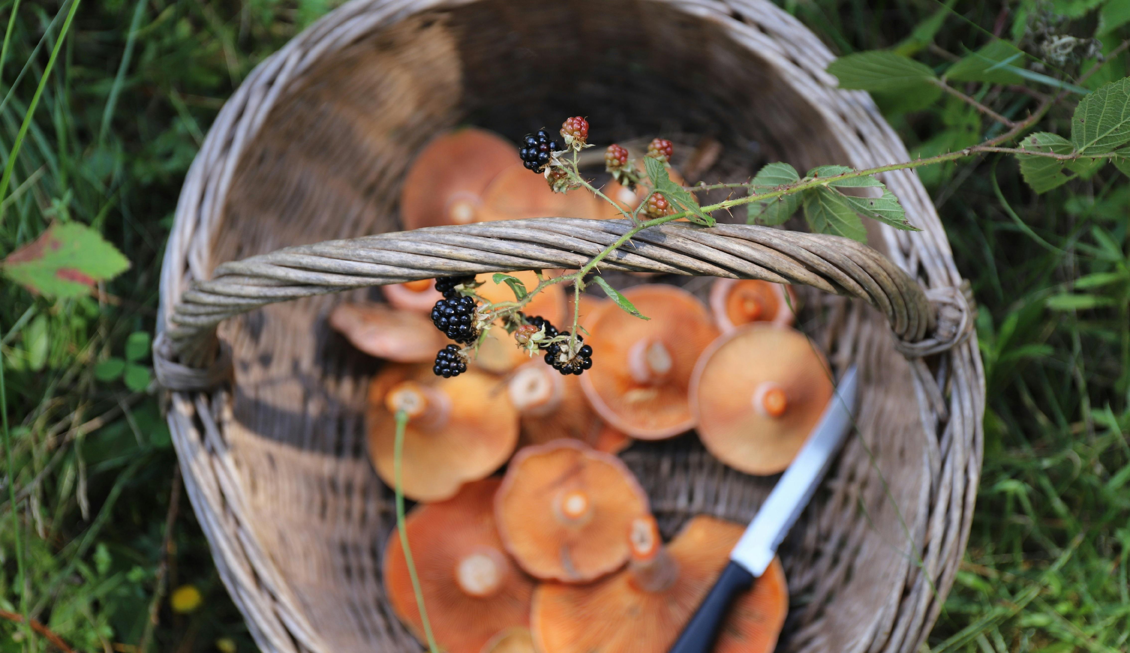 Wild Mushroom Hunt Lidsdale Forest