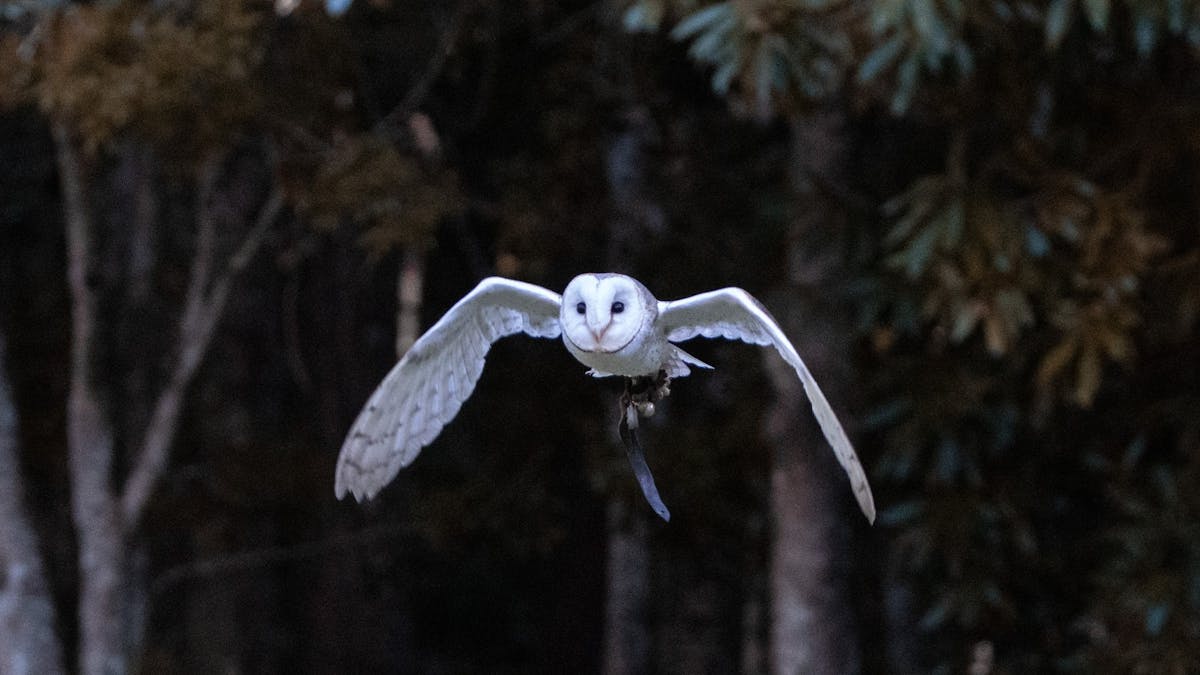Flying Barn Owl Australia QLD