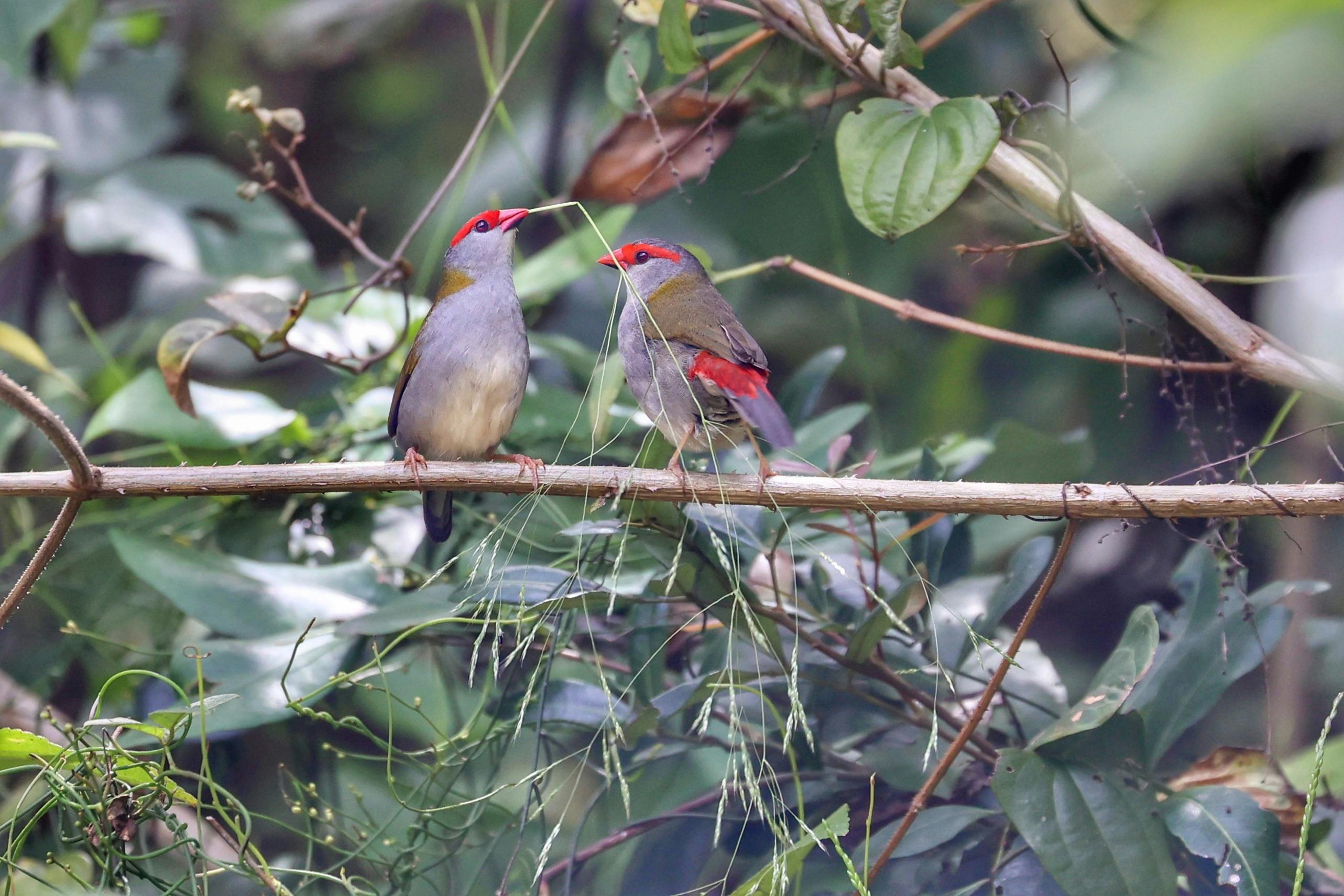 Two red-browed finches