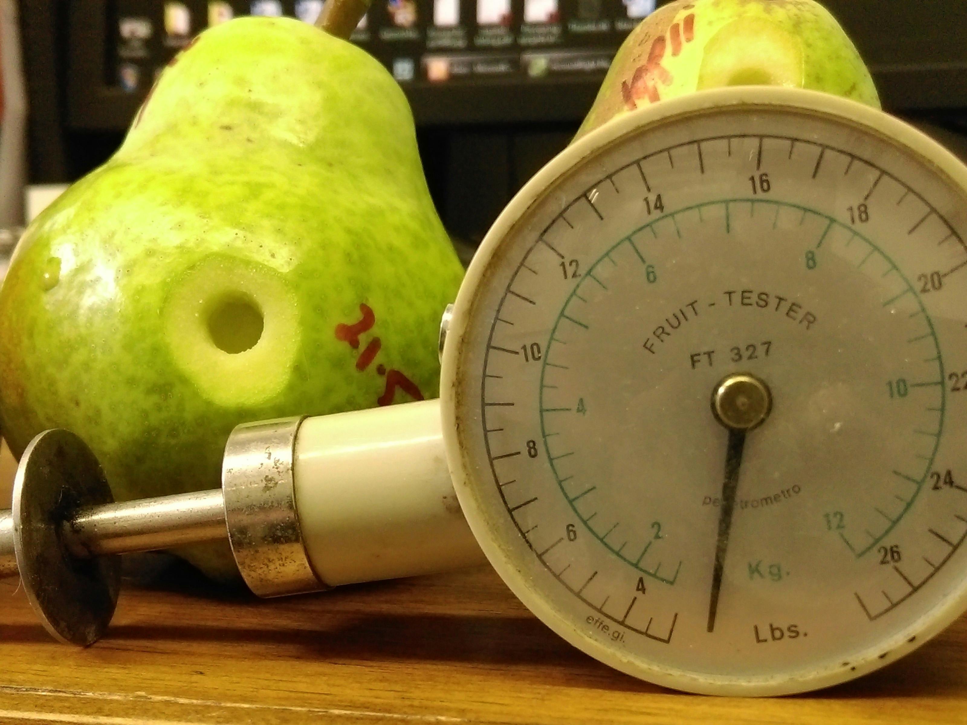 Become a pear grower for a day at Paracombe