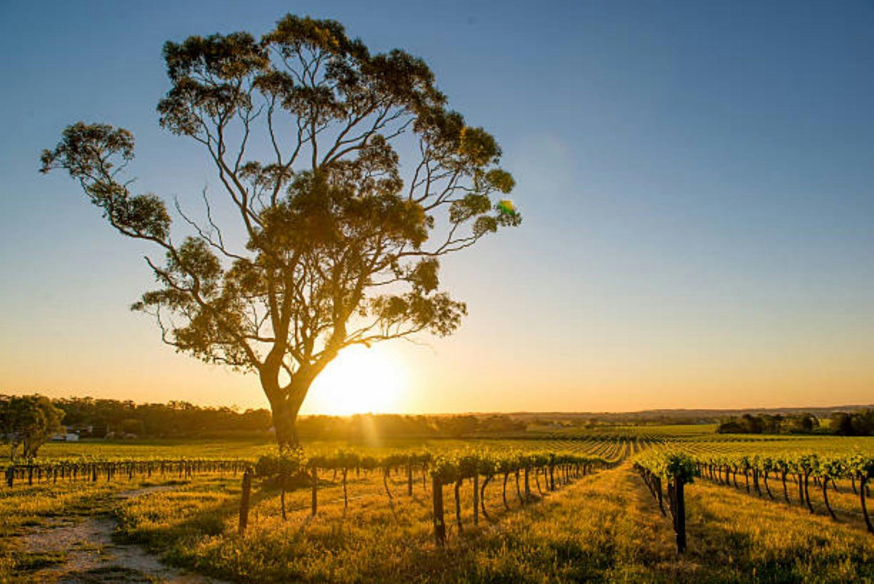 Vineyard with tree