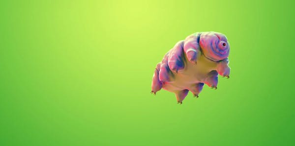 Moss Piglet - Windmill Theatre Co | Renmark