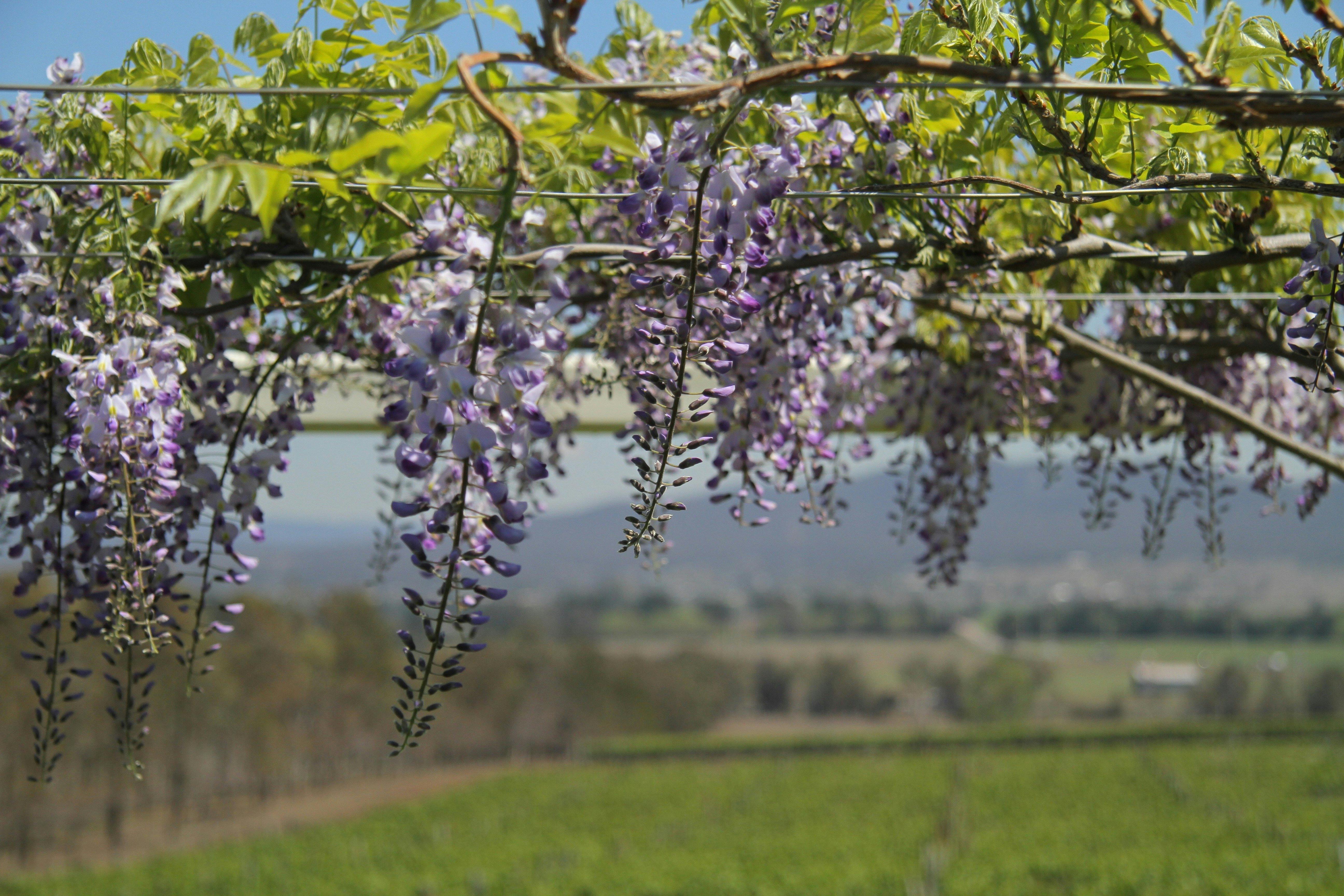 Wisteria in Spring at the front of the cellar door
