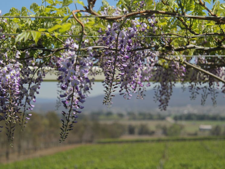 Wisteria in Spring at the front of the cellar door