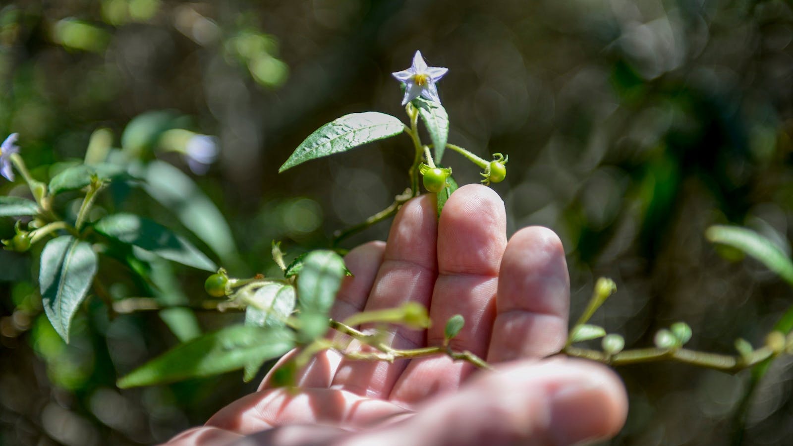 This Native Tomato is one of the many bush tucker foods found here