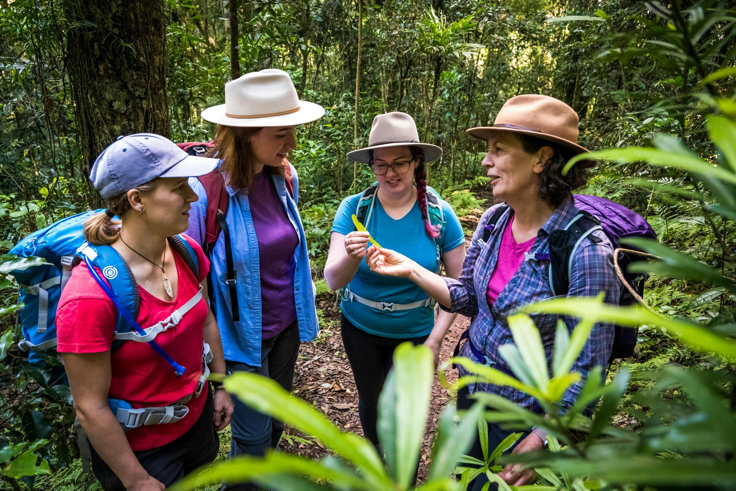 Guided walk in Lamington National Park