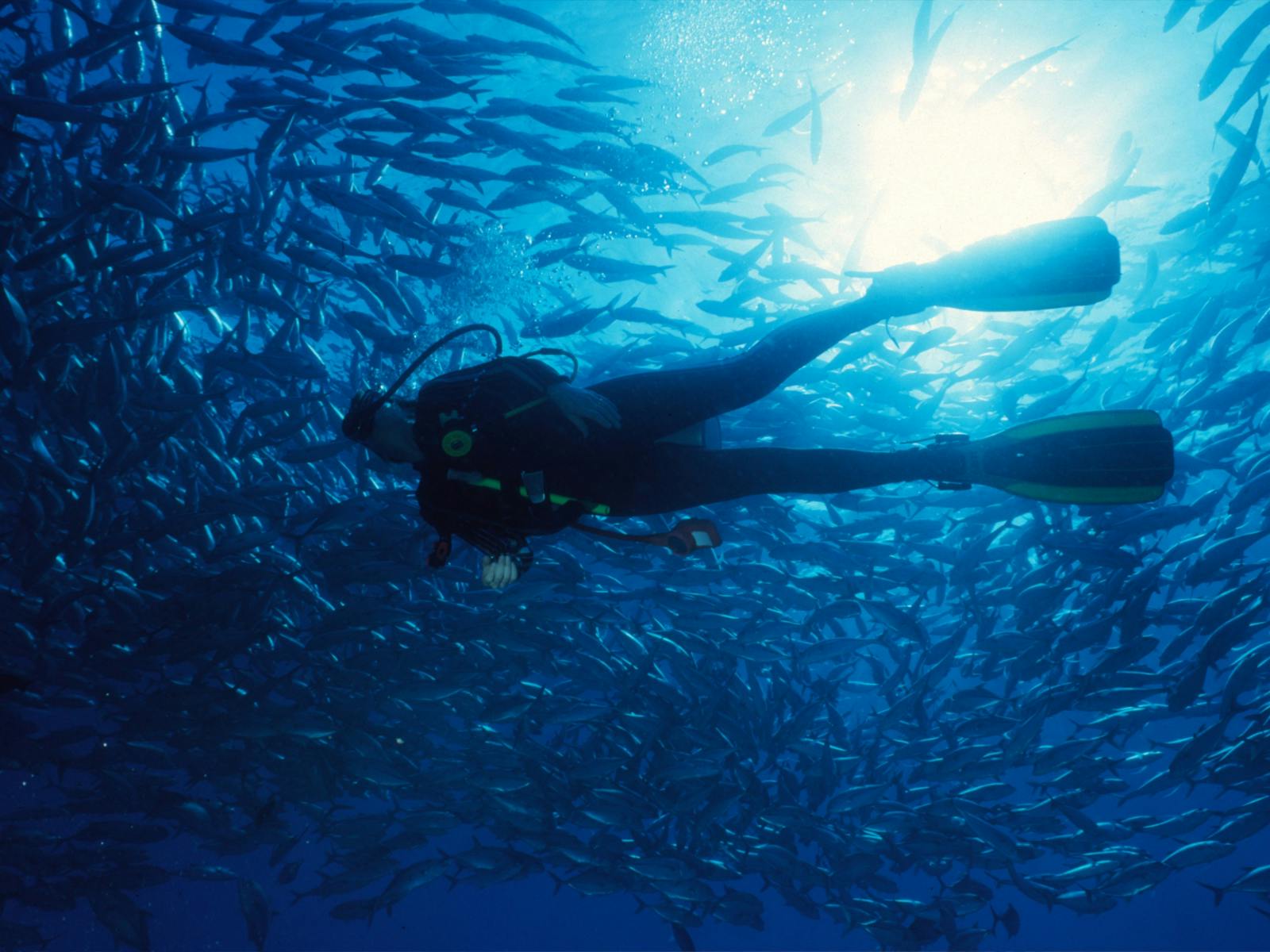 Yongala Wreck - Schooling Fish