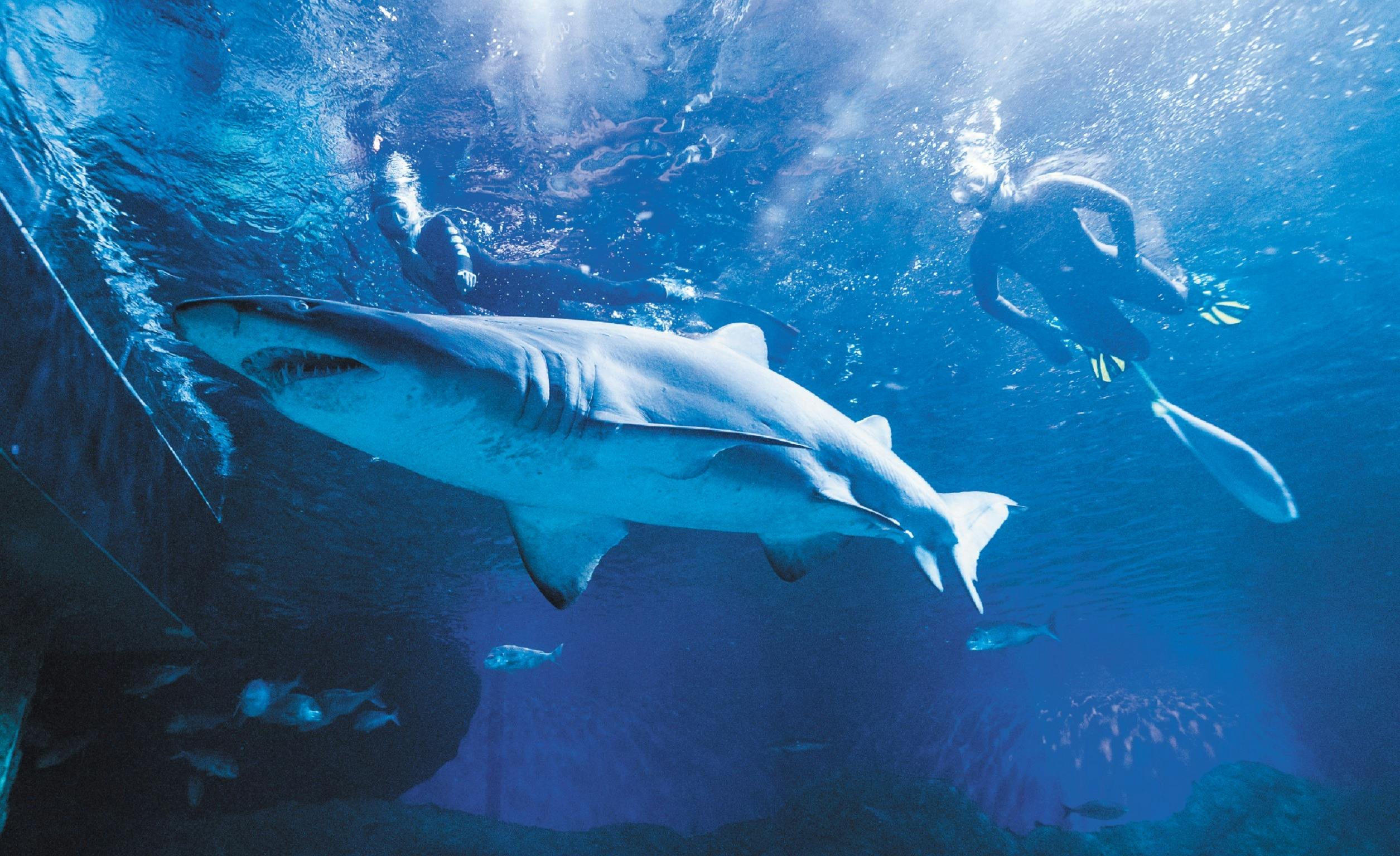 AQWA - The Aquarium of Western Australia