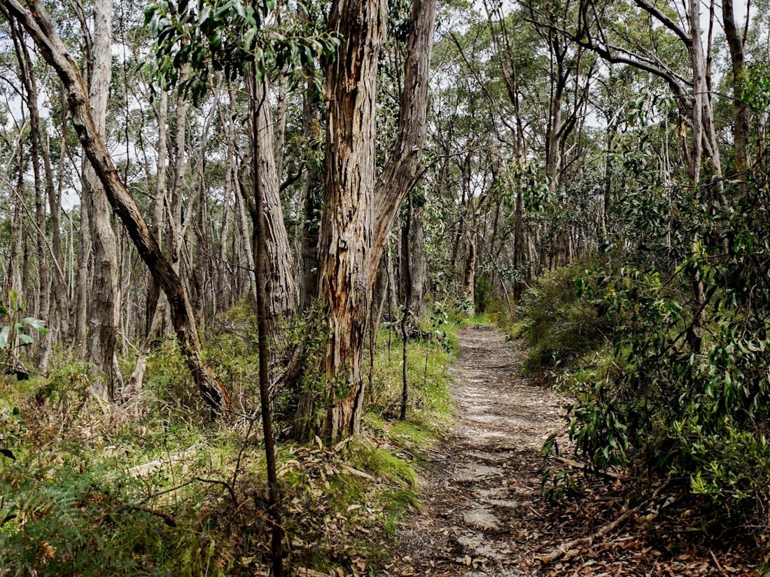 Mylor Conservation Park - Mylor, Attraction | South Australia