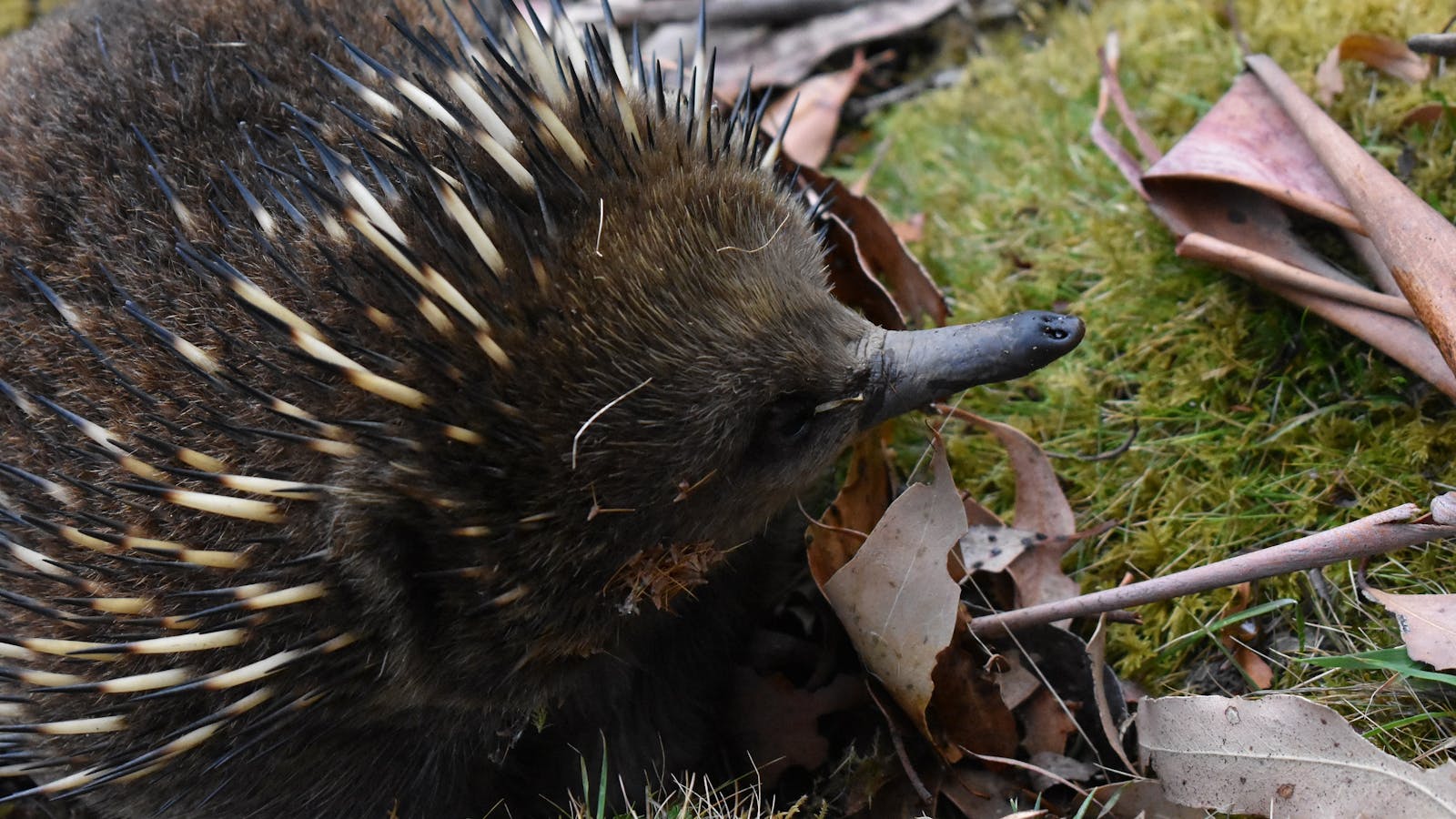 Echidna at Valley Campground
