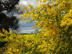 A Day in the Life of a Wattle
