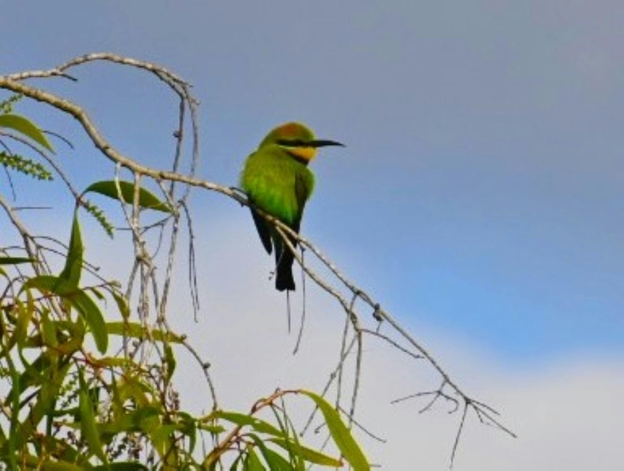 Rainbow Bee-Eater