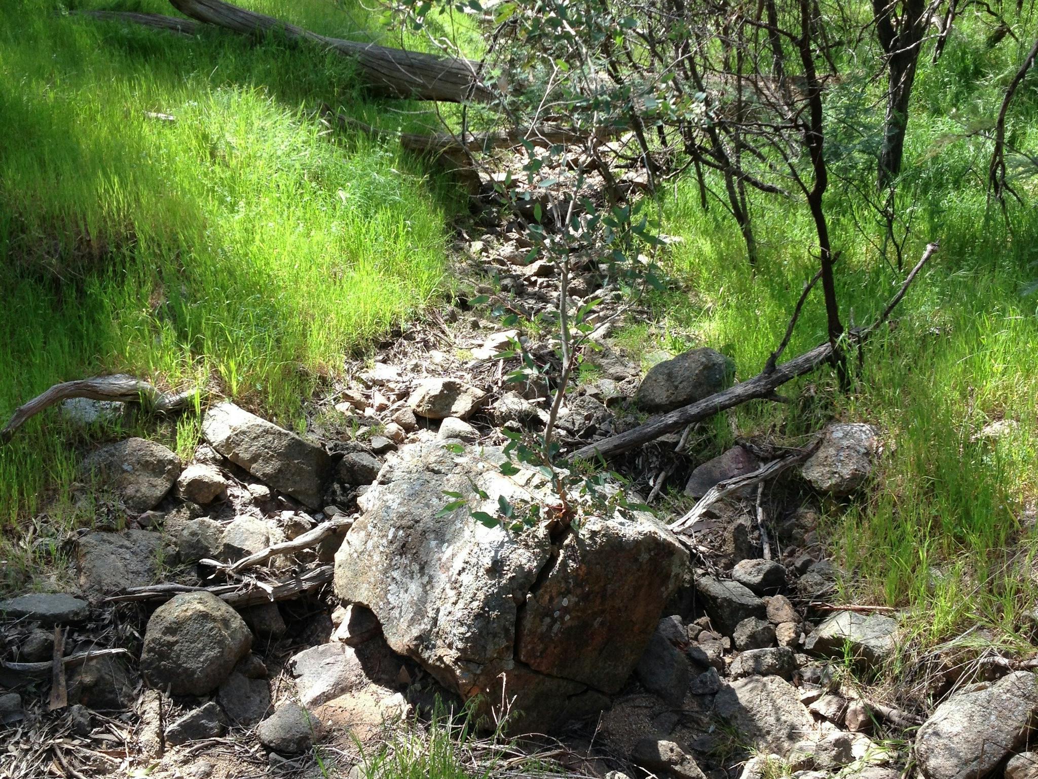 large rocks, small rocks, dry creek bed, sticks, green native grasses