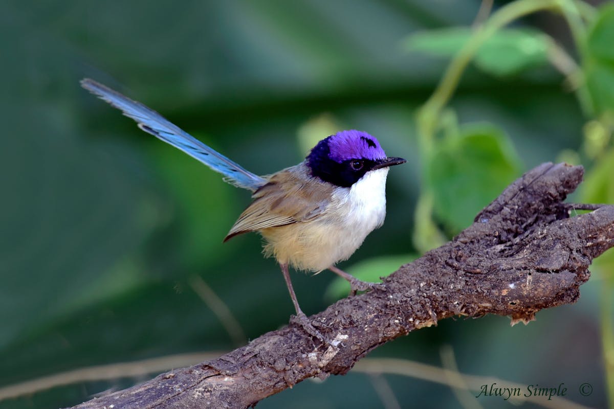 TThe purple crowned fairy wren is one of over 100 of birds to discover