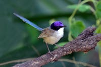 TThe purple crowned fairy wren is one of over 100 of birds to discover