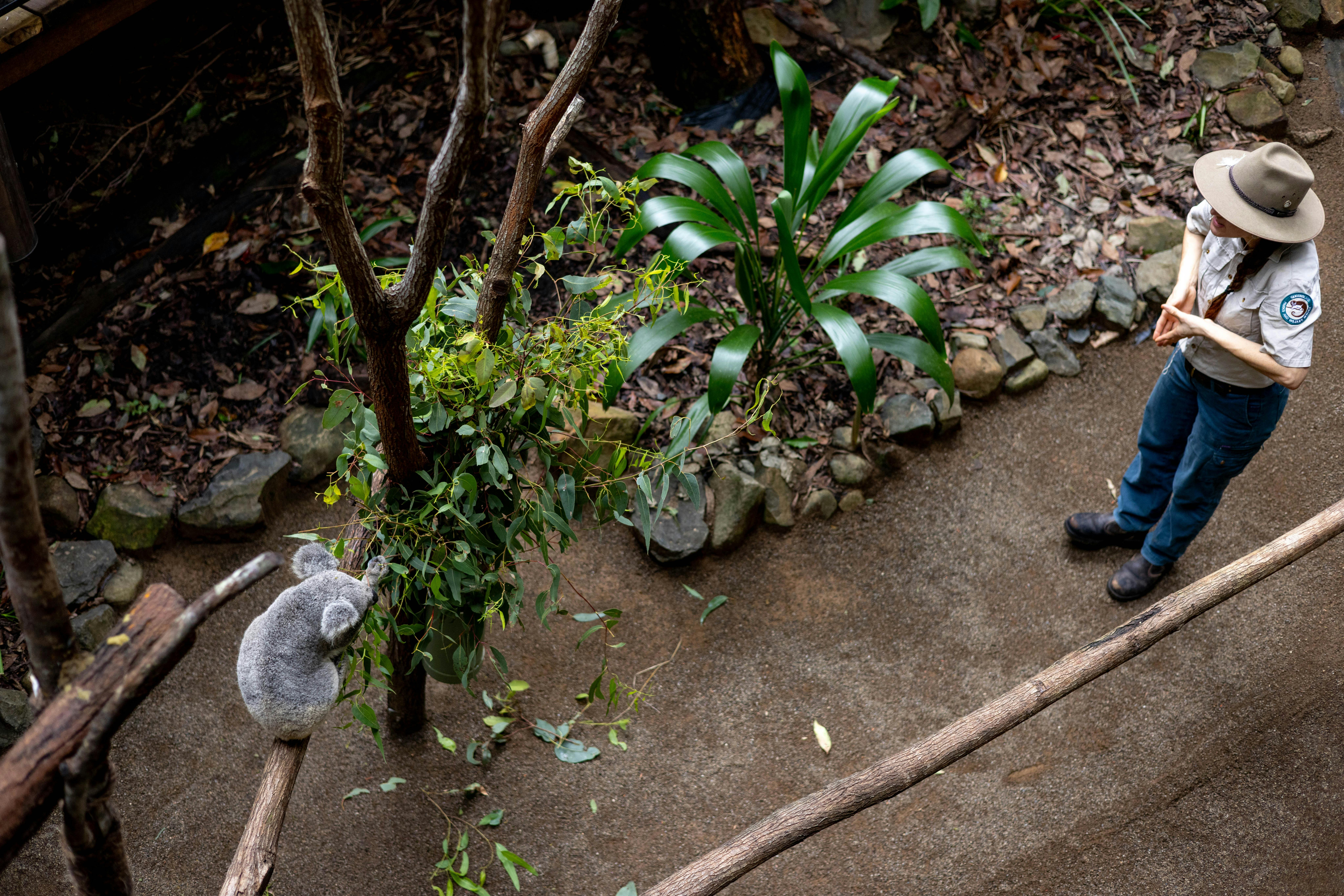 Daily Ranger talks offer insights into koala behaviour and conservation.