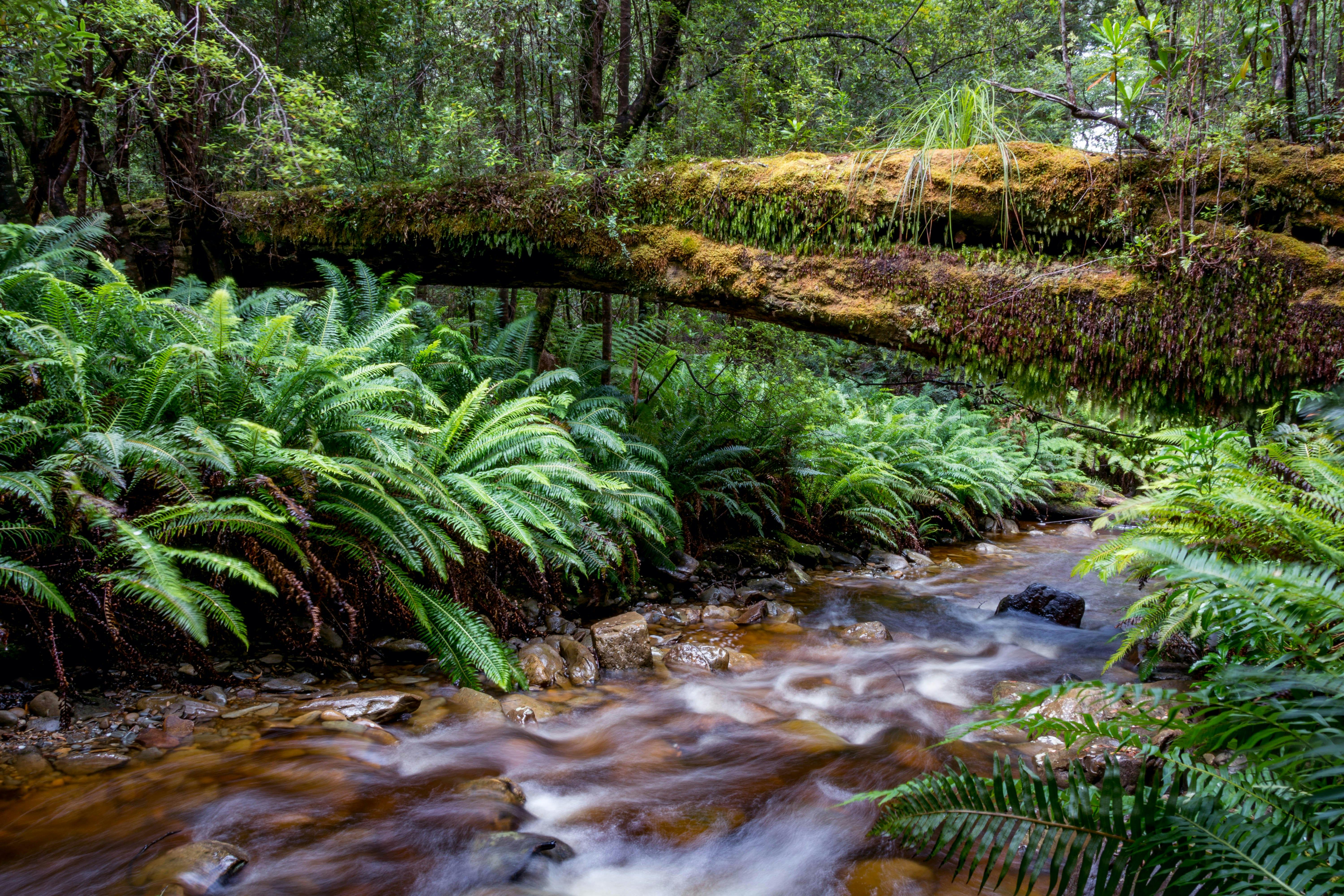 Tassie rainforest