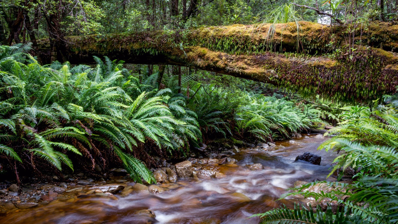 Trek Tasmania