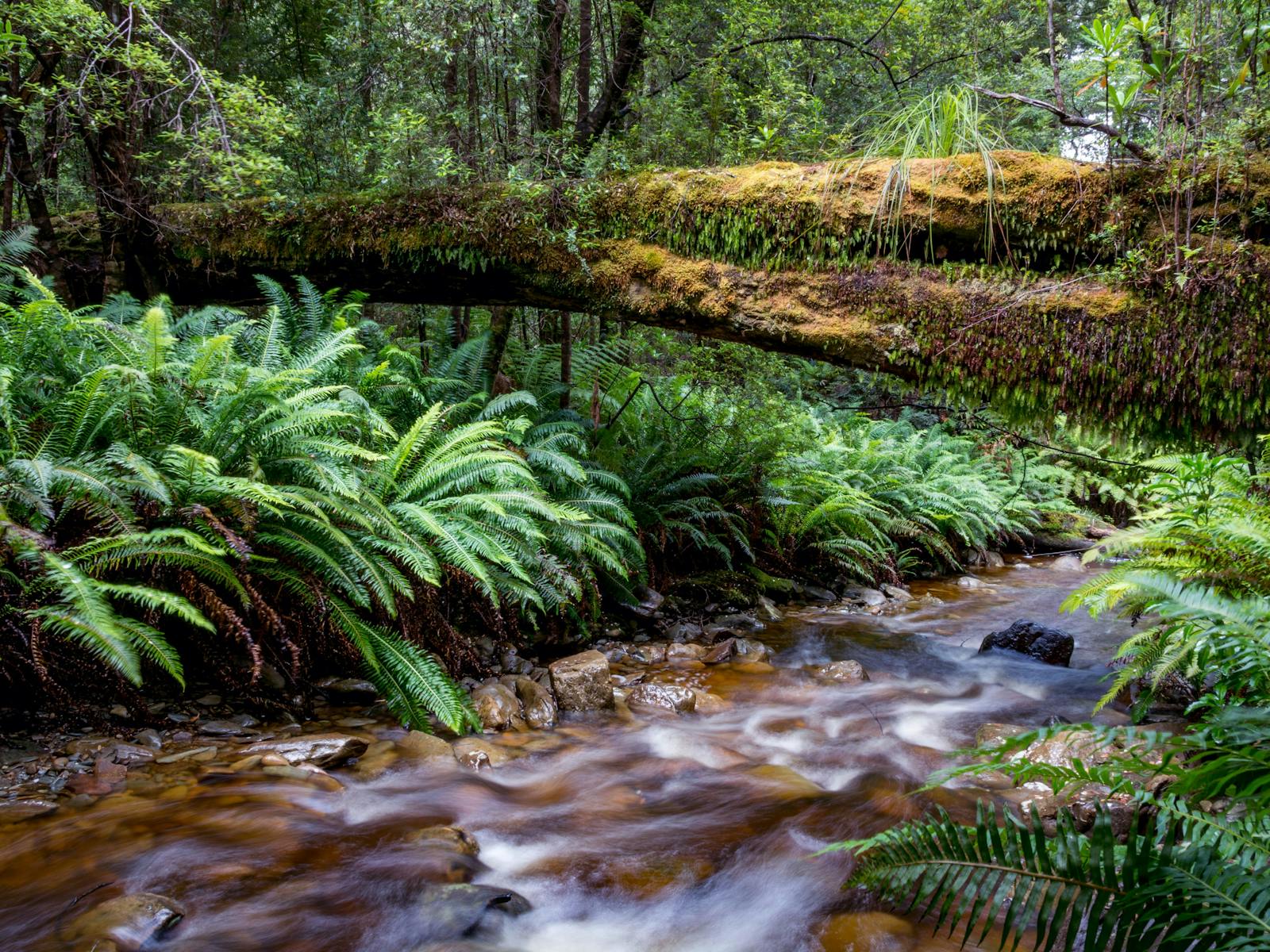 South Coast Track deadmans log