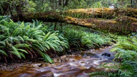 Trek Tasmania