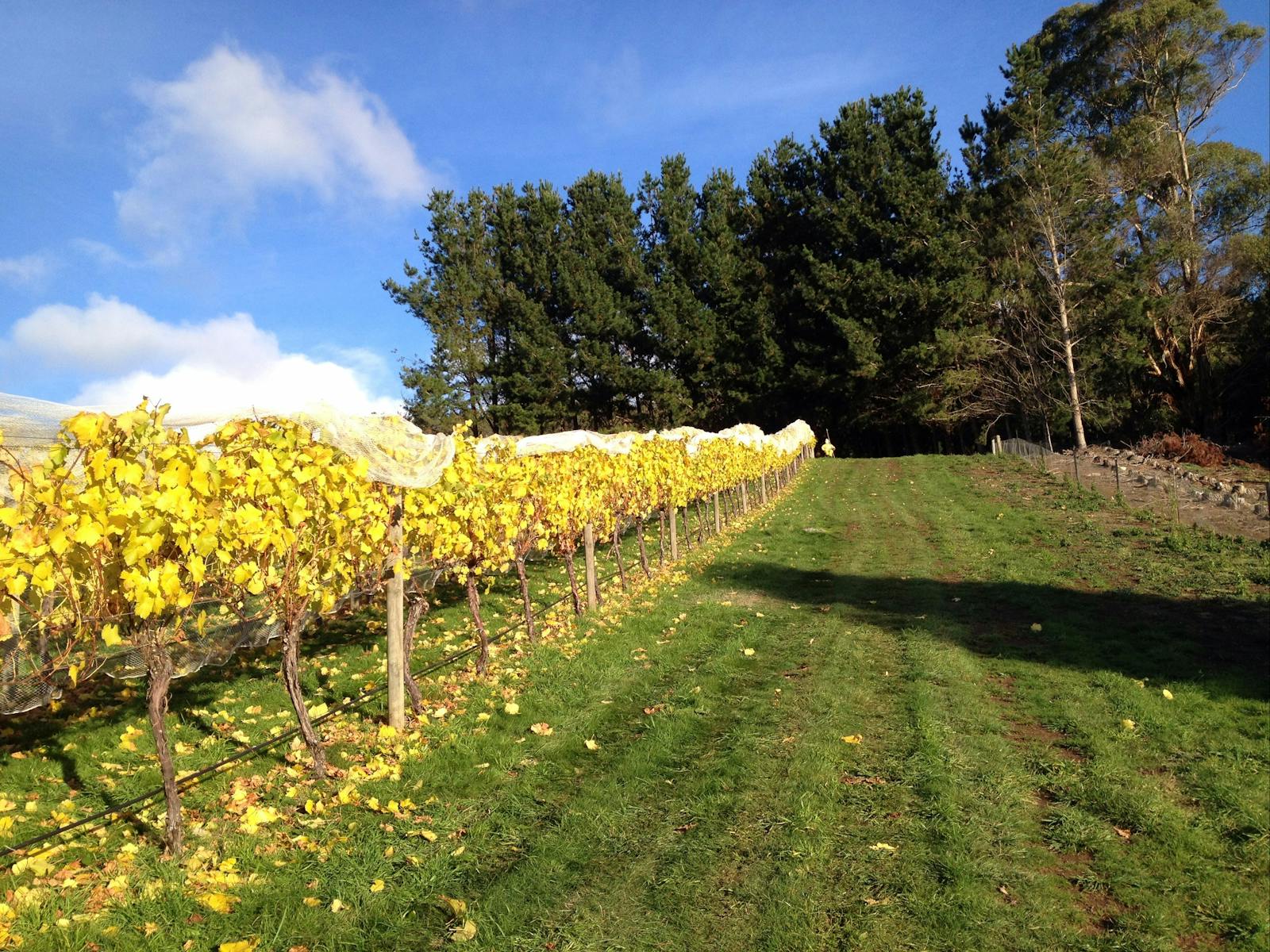 Leven Valley - Chardonnay is Ready