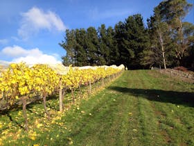 Leven Valley - Chardonnay is Ready