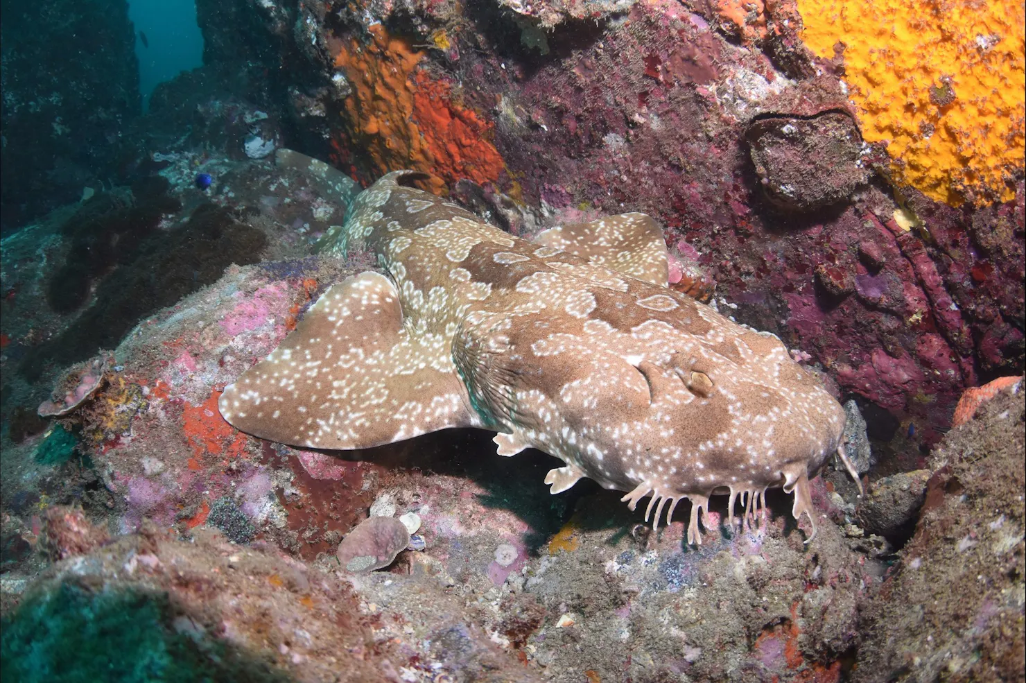 Hanging Rock Dive Site