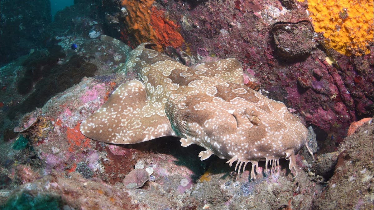 Hanging Rock Dive Site