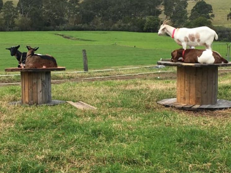 Goats on the farm