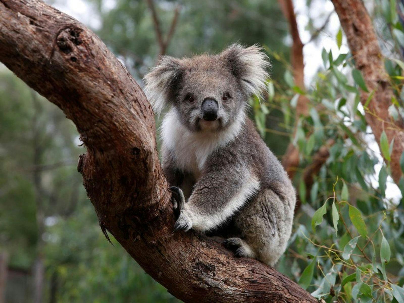 Meet Tony the Koala at Healesville Sanctuary Helicopter Tour with Rotor One