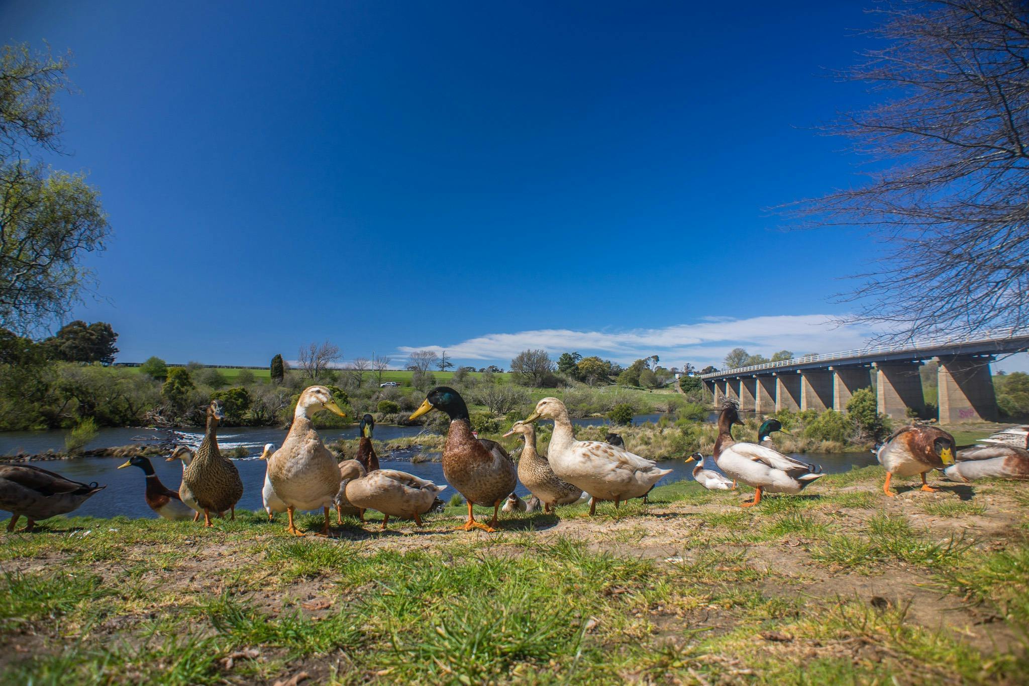 Ducks at the River Reserve, Perth