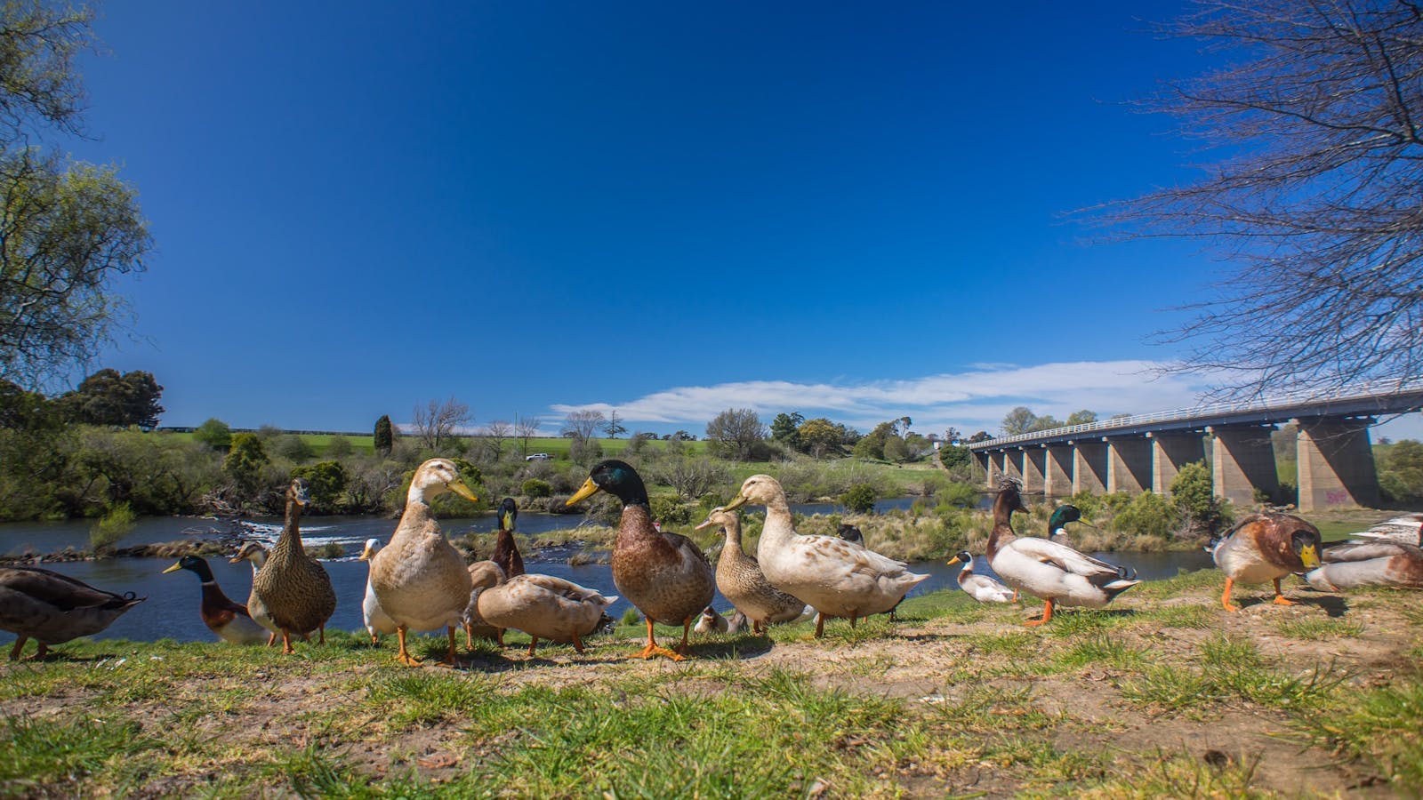 Ducks at the River Reserve, Perth