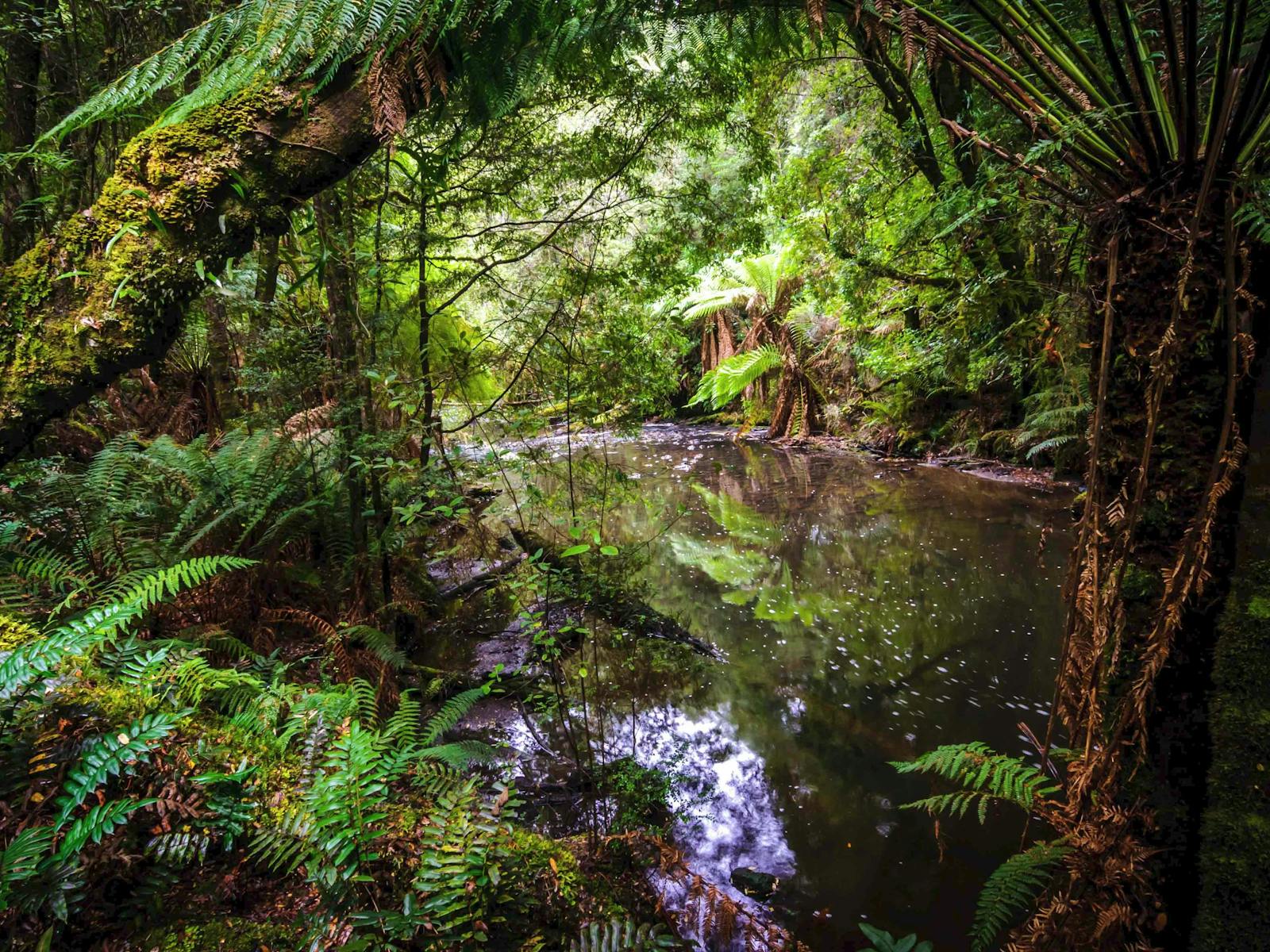 Rainforest2