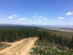 Kowen Pine Forest