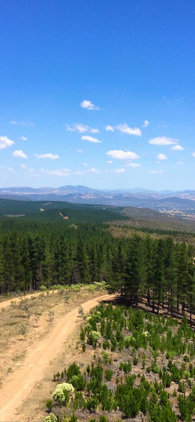 Dirt road running through Kowen Pine Forest with views to the countryside and far hills
