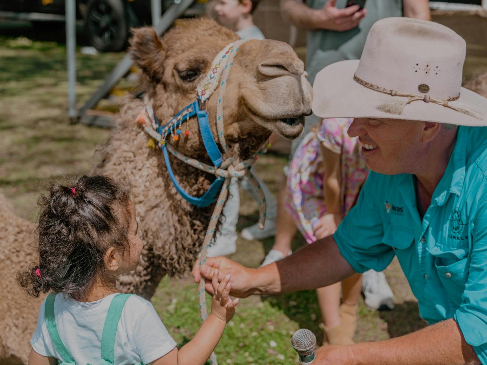 Summer Land Camels