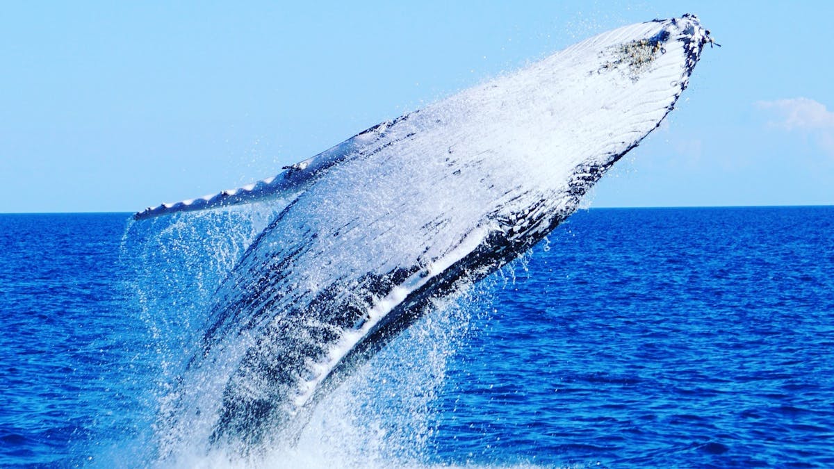 Humpback whale breaching in the ocean