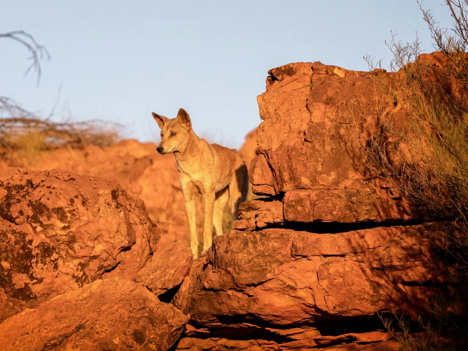 dingo on the rocks