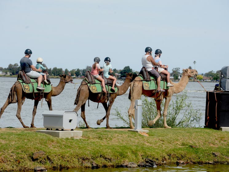 Camel rides at Mulwala on the waters edge