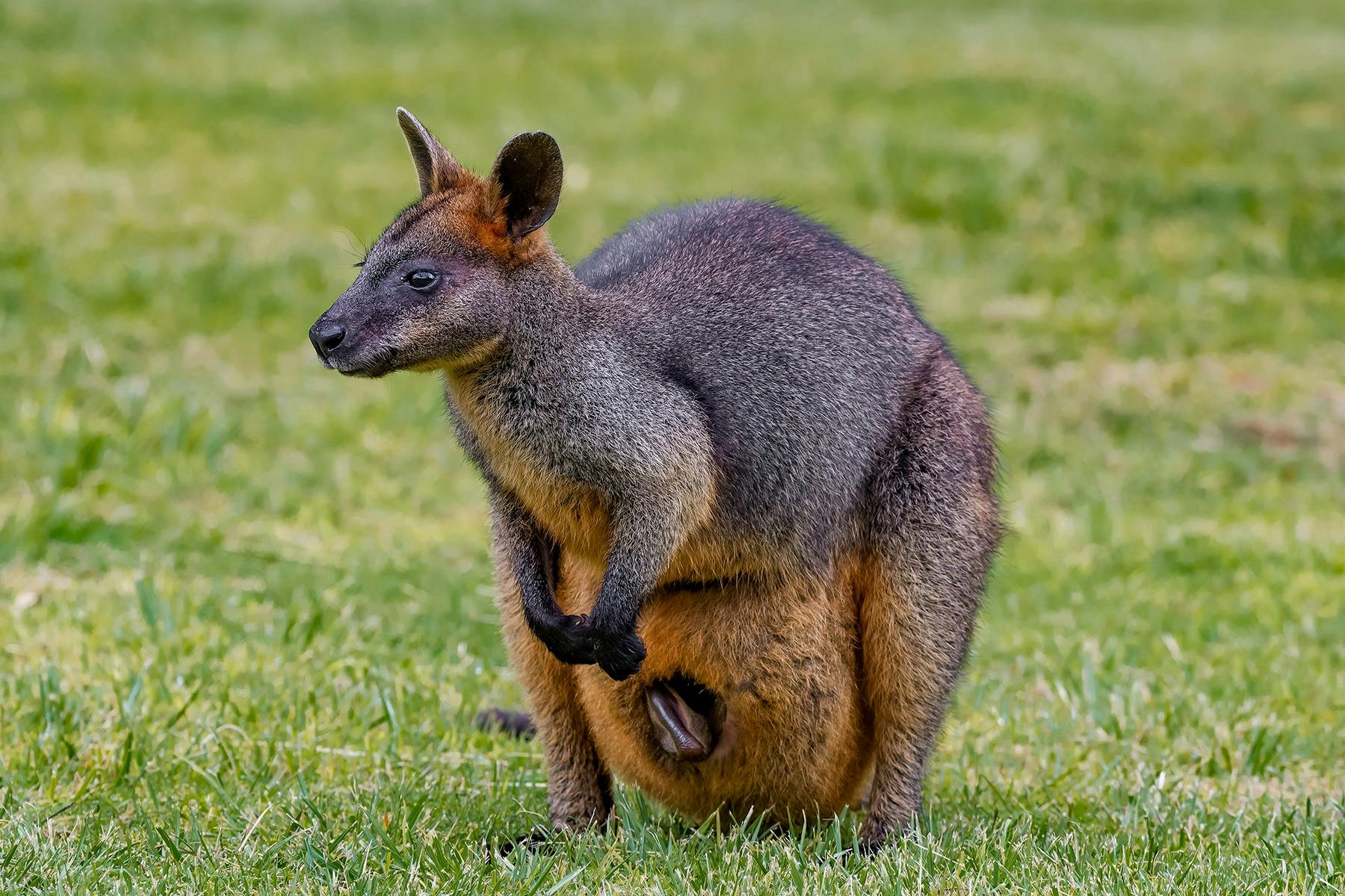 Australian marsupial wallaby with a baby joey in her pouch, standing on the grass